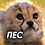 Ignat_Ignatev